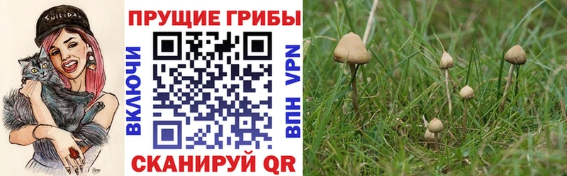 хочу наркоту  Почеп  Псилоцибиновые грибы прущие грибы 
